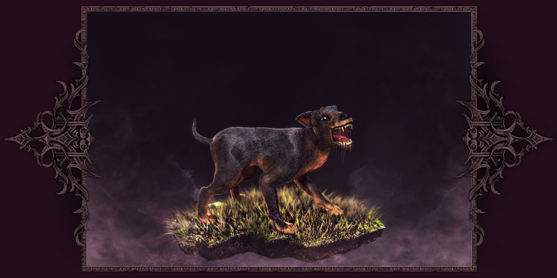 Hund Hund